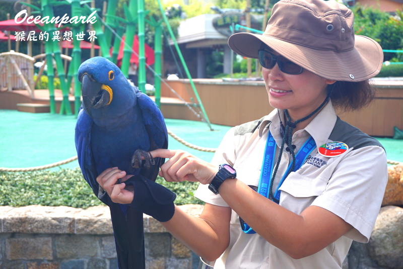 香港海洋公園｜香港景點推薦，熊貓超可愛、海底世界超壯觀，還有纜車可以搭超好玩，灣景餐廳餐點超好吃，香港必玩景點推薦 @猴屁的異想世界