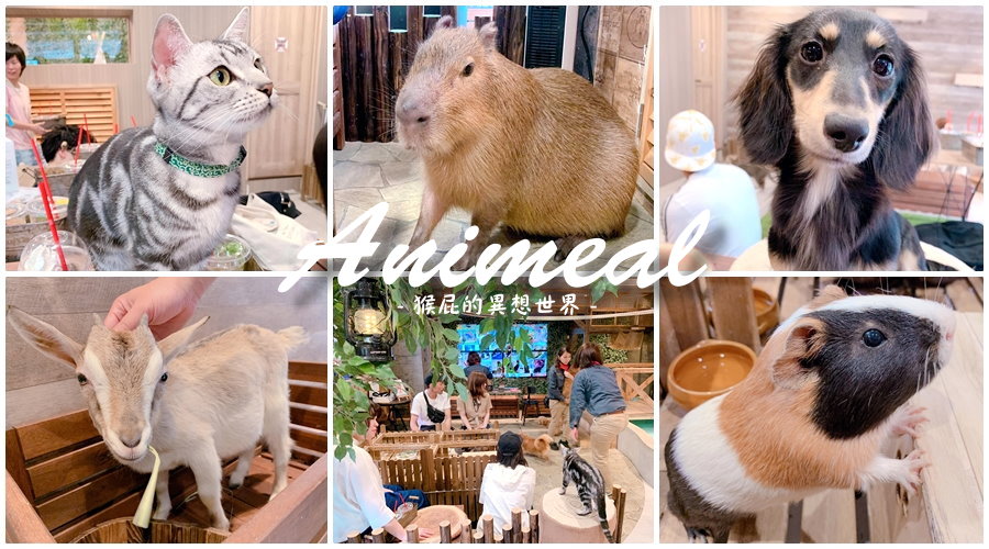 【日本大阪咖啡廳】超療癒大阪水豚君咖啡廳Animeal，可以跟動物互動的咖啡廳！大阪超可愛迷你動物園咖啡廳！
