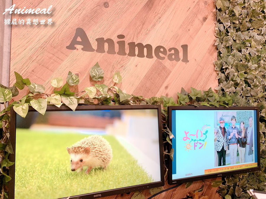 Animeal｜日本大阪超療癒水豚君咖啡廳，可以跟動物互動的咖啡廳，大阪超可愛迷你動物園咖啡廳 @猴屁的異想世界