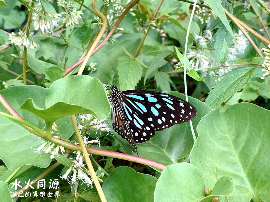 水火同源｜台南關子嶺景點，台灣七大奇景之一，水中有火，火中有水，像極了愛情 @猴屁的異想世界