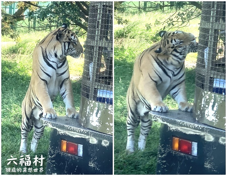 六福村主題樂園｜新竹景點推薦，台灣最具規模的開放式野生動物園，六福村夜間遊行超精彩 @猴屁的異想世界