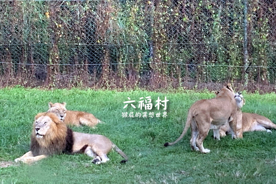 六福村主題樂園｜新竹景點推薦，台灣最具規模的開放式野生動物園，六福村夜間遊行超精彩 @猴屁的異想世界