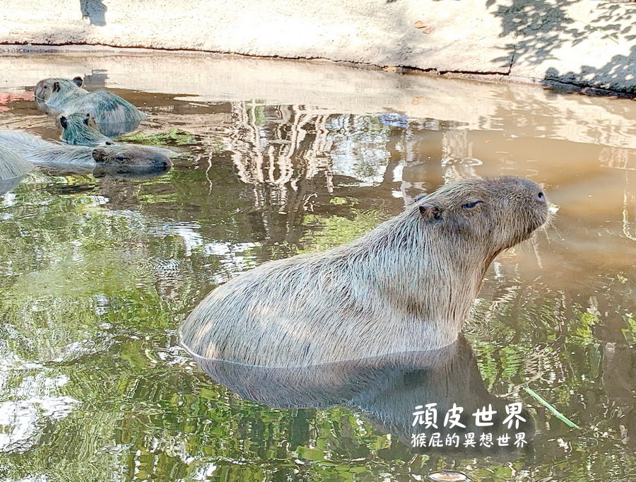 頑皮世界野生動物園｜台南景點推薦，與水豚君近距離互動，水豚互動預約教學 @猴屁的異想世界