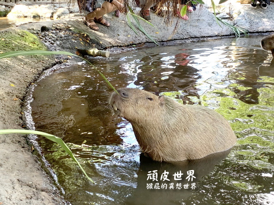 頑皮世界野生動物園｜台南景點推薦，與水豚君近距離互動，水豚互動預約教學 @猴屁的異想世界