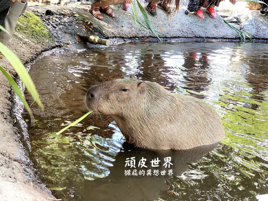 頑皮世界野生動物園｜台南景點推薦，與水豚君近距離互動，水豚互動預約教學 @猴屁的異想世界