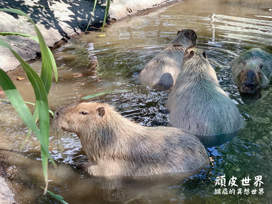 頑皮世界野生動物園｜台南景點推薦，與水豚君近距離互動，水豚互動預約教學 @猴屁的異想世界