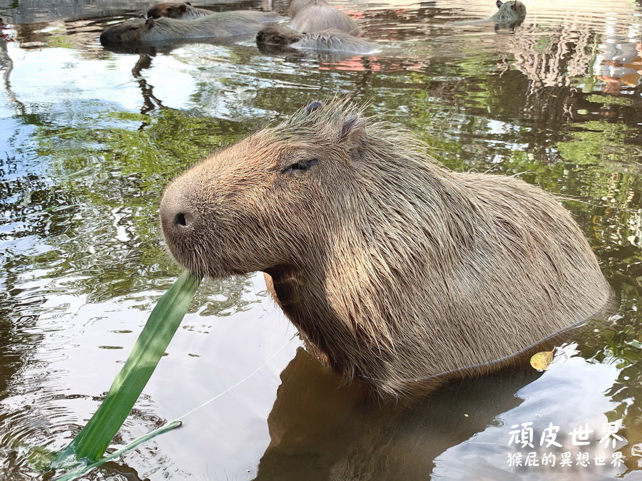 頑皮世界野生動物園｜台南景點推薦，與水豚君近距離互動，水豚互動預約教學 @猴屁的異想世界