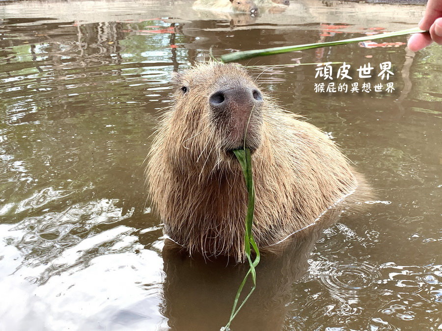 頑皮世界野生動物園｜台南景點推薦，與水豚君近距離互動，水豚互動預約教學 @猴屁的異想世界