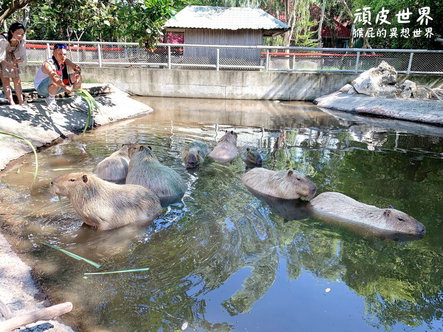 頑皮世界野生動物園｜台南景點推薦，與水豚君近距離互動，水豚互動預約教學 @猴屁的異想世界