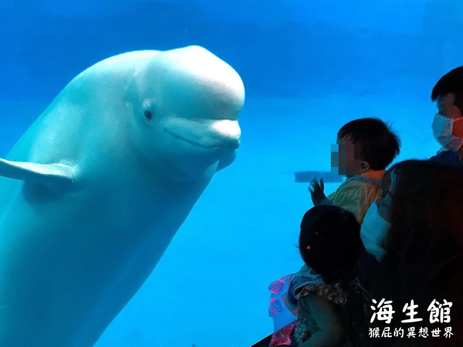 國立海洋生物博物館｜墾丁景點推薦全台最大屏東墾丁海生館，小白鯨超級可愛，偶像劇必拍景點 @猴屁的異想世界