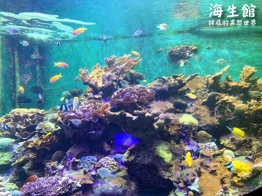 國立海洋生物博物館｜墾丁景點推薦全台最大屏東墾丁海生館，小白鯨超級可愛，偶像劇必拍景點 @猴屁的異想世界