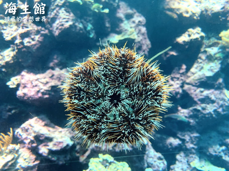 國立海洋生物博物館｜墾丁景點推薦全台最大屏東墾丁海生館，小白鯨超級可愛，偶像劇必拍景點 @猴屁的異想世界