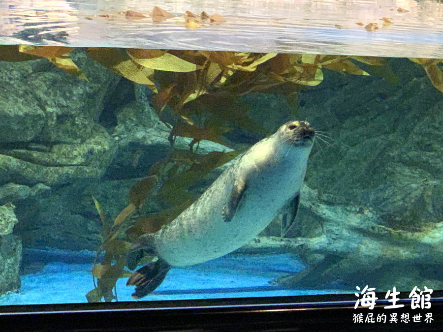 國立海洋生物博物館｜墾丁景點推薦全台最大屏東墾丁海生館，小白鯨超級可愛，偶像劇必拍景點 @猴屁的異想世界