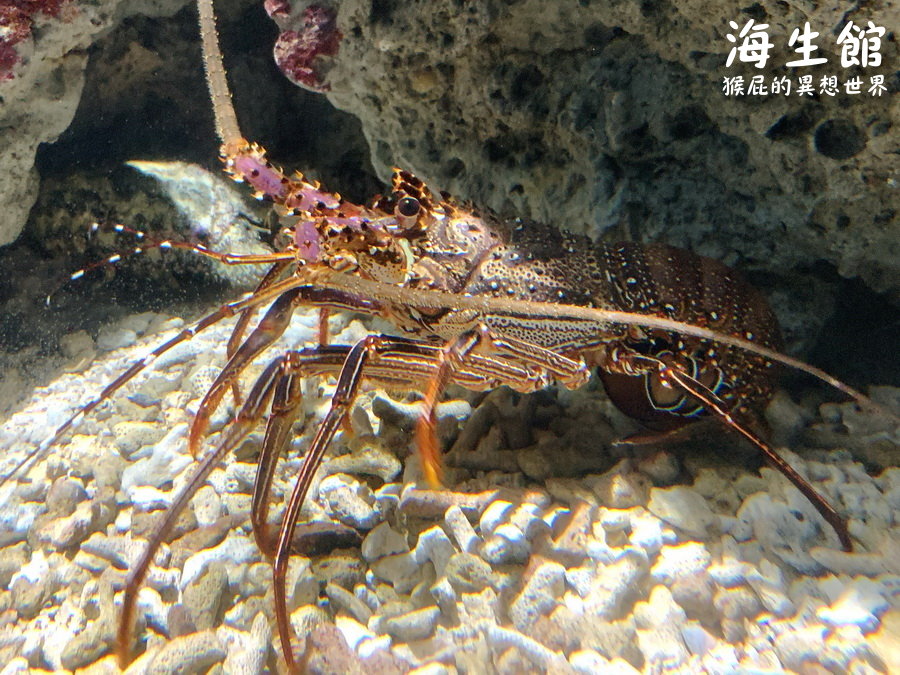 國立海洋生物博物館｜墾丁景點推薦全台最大屏東墾丁海生館，小白鯨超級可愛，偶像劇必拍景點 @猴屁的異想世界