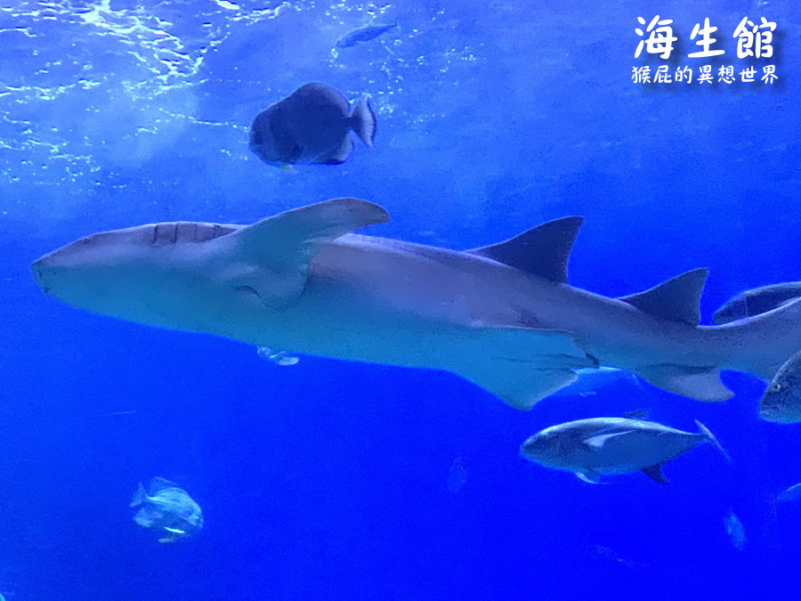 國立海洋生物博物館｜墾丁景點推薦全台最大屏東墾丁海生館，小白鯨超級可愛，偶像劇必拍景點 @猴屁的異想世界