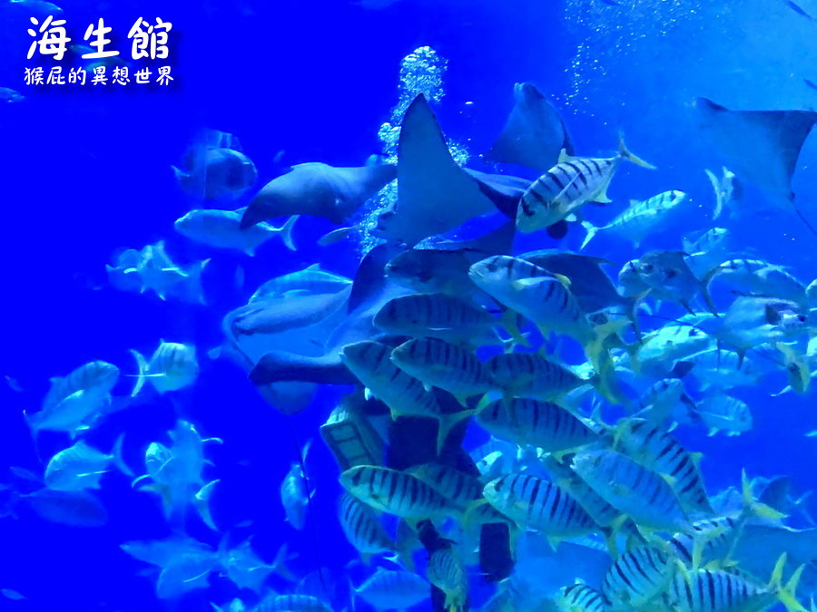 國立海洋生物博物館｜墾丁景點推薦全台最大屏東墾丁海生館，小白鯨超級可愛，偶像劇必拍景點 @猴屁的異想世界