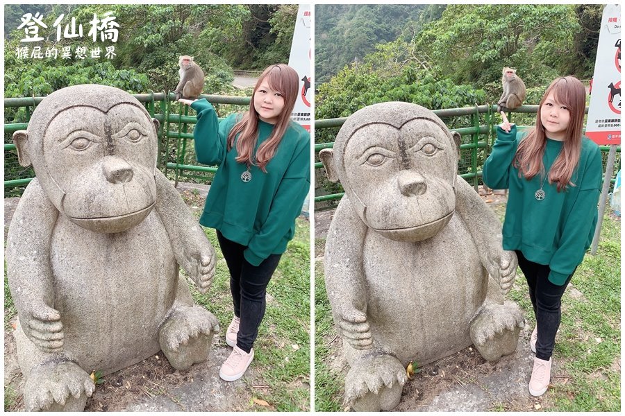 台東看猴子｜登仙橋遊憩區賞獼猴，泰源幽谷路邊猴子軍團出沒，近距離看可愛台灣獼猴 @猴屁的異想世界