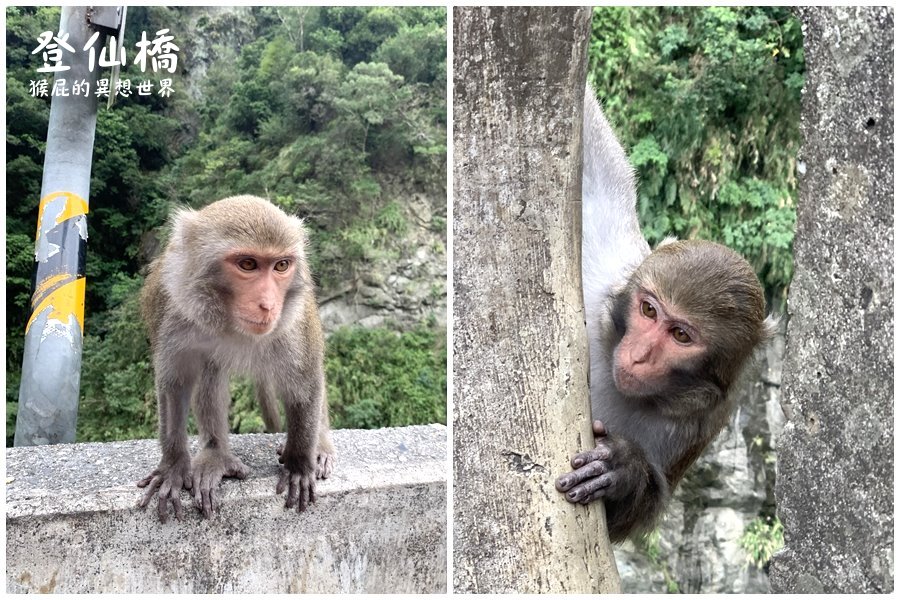 台東看猴子｜登仙橋遊憩區賞獼猴，泰源幽谷路邊猴子軍團出沒，近距離看可愛台灣獼猴 @猴屁的異想世界