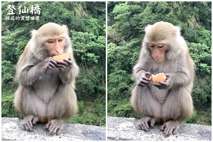 台東看猴子｜登仙橋遊憩區賞獼猴，泰源幽谷路邊猴子軍團出沒，近距離看可愛台灣獼猴 @猴屁的異想世界