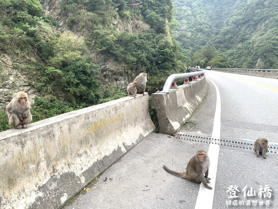 台東看猴子｜登仙橋遊憩區賞獼猴，泰源幽谷路邊猴子軍團出沒，近距離看可愛台灣獼猴 @猴屁的異想世界