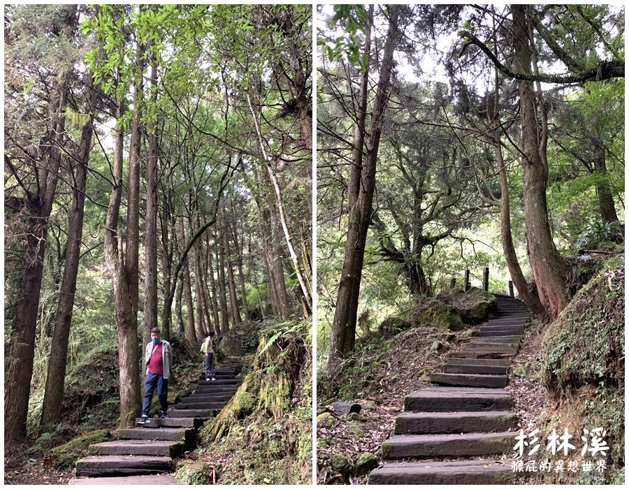 杉林溪怎麼玩｜朝聖松瀧岩瀑布、天地眼、杉林溪巨根！杉林溪賞楓變爬山之旅！杉林溪接駁車搭起來！ @猴屁的異想世界