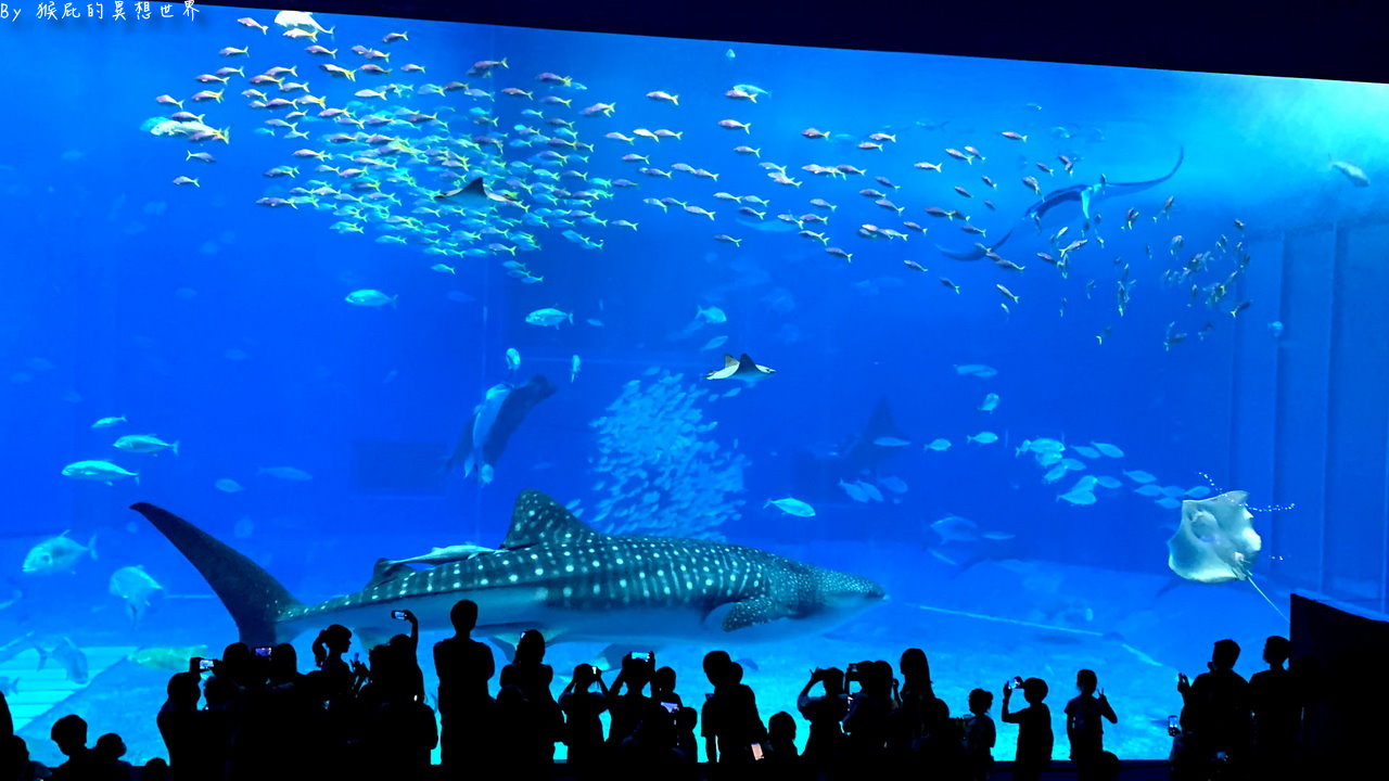 朝聖沖繩最美水族館看鯨鯊，戶外海龜、海牛、海豚表演都免費超佛心，世界第三大水族箱黑潮之海｜沖繩美麗海水族館 @猴屁的異想世界