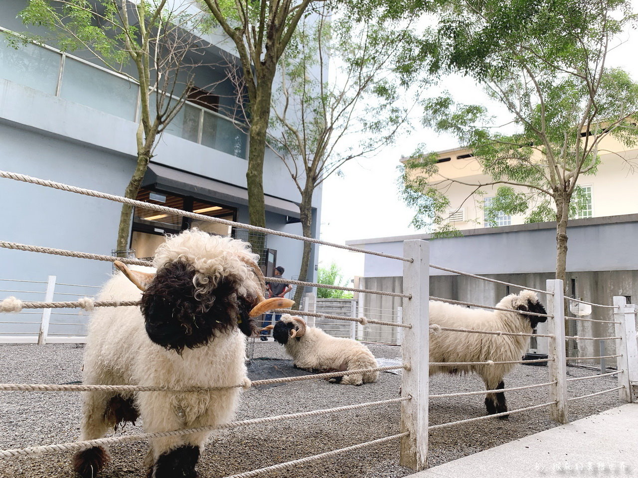 黑RURU CAFE｜宜蘭新景點笑笑羊主題咖啡館，超可愛笑笑羊近距離互動，甜點蛋糕好吃，有免費停車場 @猴屁的異想世界