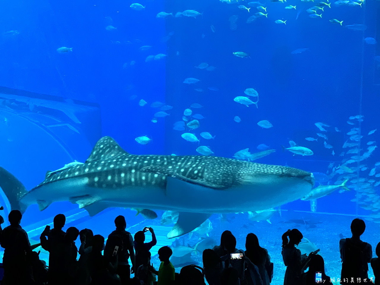 朝聖沖繩最美水族館看鯨鯊，戶外海龜、海牛、海豚表演都免費超佛心，世界第三大水族箱黑潮之海｜沖繩美麗海水族館 @猴屁的異想世界