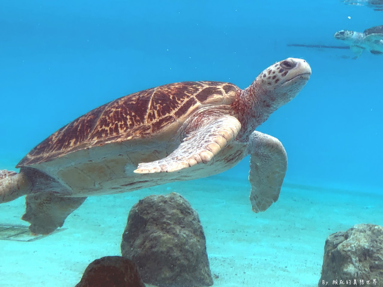 朝聖沖繩最美水族館看鯨鯊，戶外海龜、海牛、海豚表演都免費超佛心，世界第三大水族箱黑潮之海｜沖繩美麗海水族館 @猴屁的異想世界