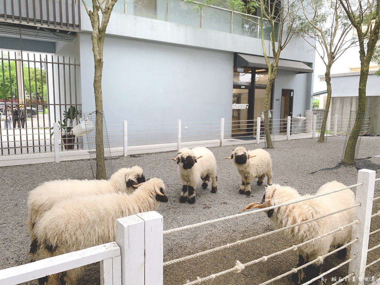 黑RURU CAFE｜宜蘭新景點笑笑羊主題咖啡館，超可愛笑笑羊近距離互動，甜點蛋糕好吃，有免費停車場 @猴屁的異想世界