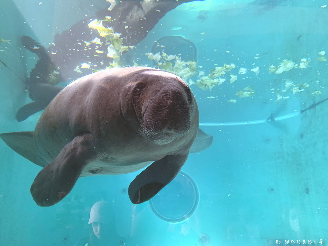 朝聖沖繩最美水族館看鯨鯊，戶外海龜、海牛、海豚表演都免費超佛心，世界第三大水族箱黑潮之海｜沖繩美麗海水族館 @猴屁的異想世界