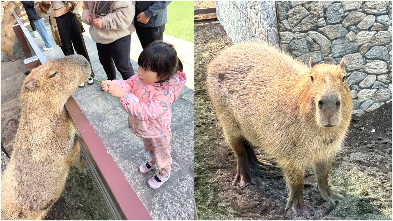 三隻小豬觀光農場｜嘉義親子景點門票只要100元，根本小型動物園，有可愛水豚、狐蒙、浣熊 @猴屁的異想世界