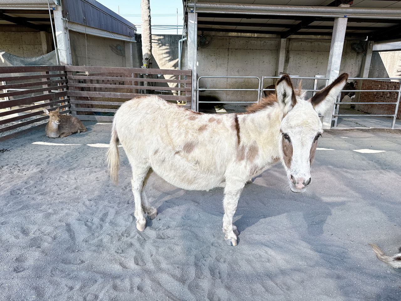 三隻小豬觀光農場｜嘉義親子景點門票只要100元，根本小型動物園，有可愛水豚、狐蒙、浣熊 @猴屁的異想世界