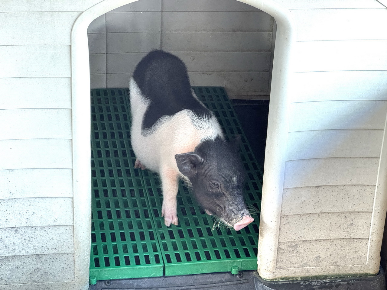 三隻小豬觀光農場｜嘉義親子景點門票只要100元，根本小型動物園，有可愛水豚、狐蒙、浣熊 @猴屁的異想世界