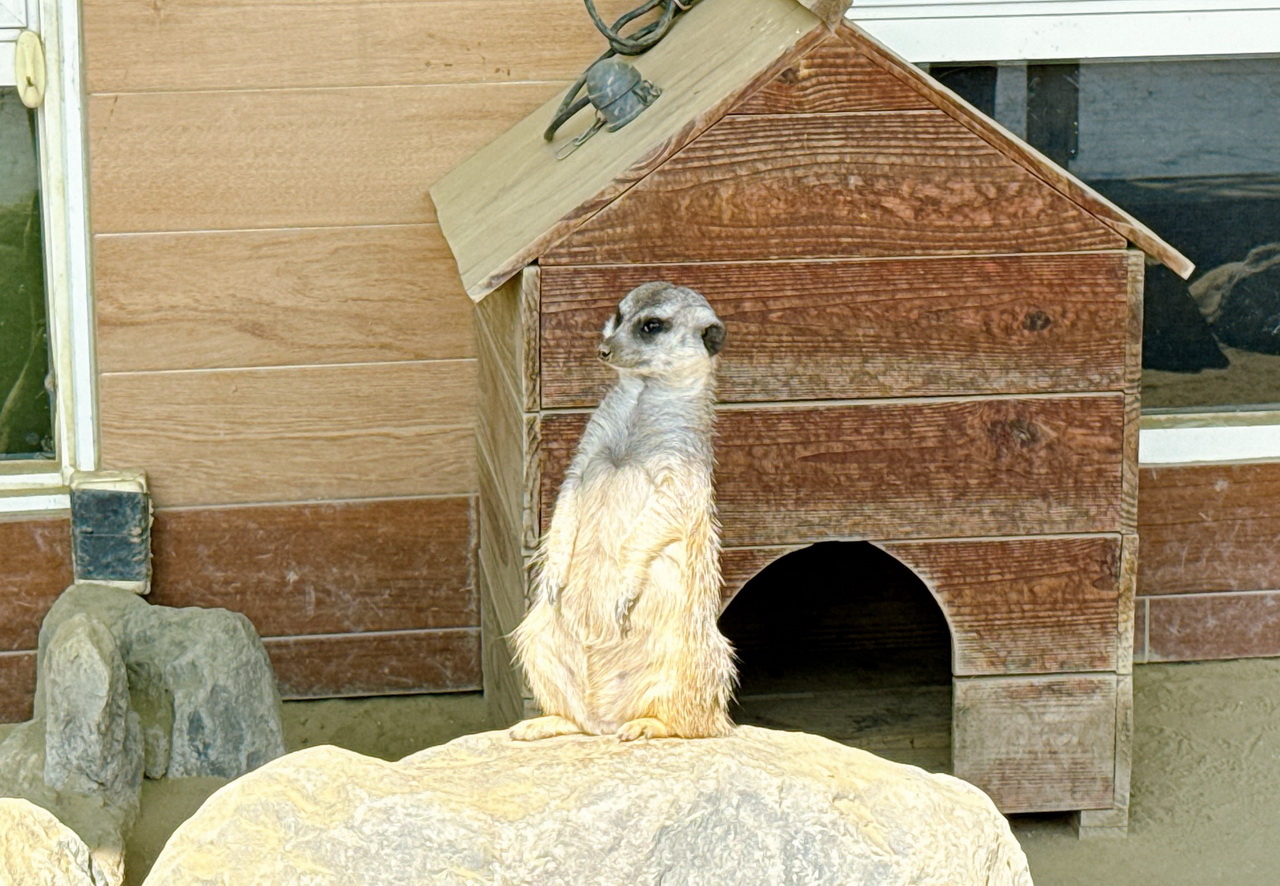 三隻小豬觀光農場｜嘉義親子景點門票只要100元，根本小型動物園，有可愛水豚、狐蒙、浣熊 @猴屁的異想世界