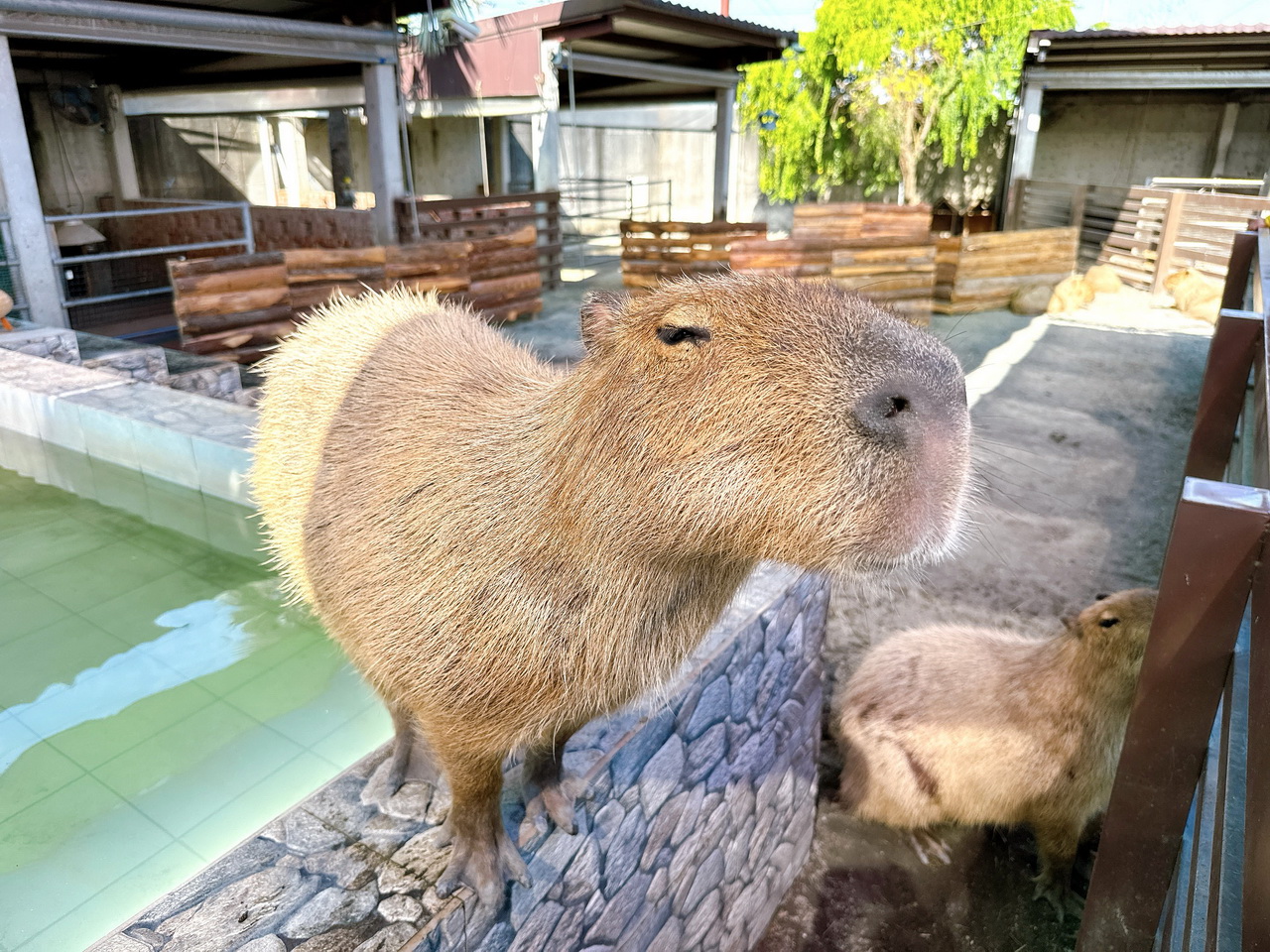 三隻小豬觀光農場｜嘉義親子景點門票只要100元，根本小型動物園，有可愛水豚、狐蒙、浣熊 @猴屁的異想世界