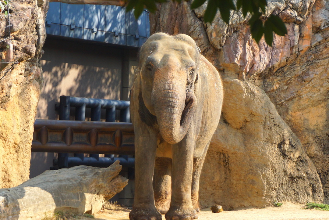 天王寺動物園｜大阪必訪親子景點，大阪周遊卡免費入園，近通天閣步行5分鐘！動物萌樣超療癒 @猴屁的異想世界