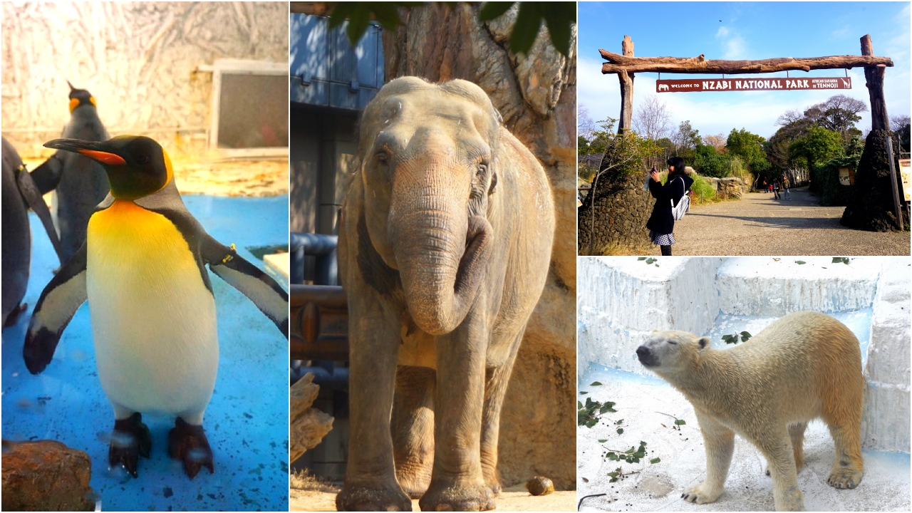 天王寺動物園｜大阪必訪親子景點，大阪周遊卡免費入園，近通天閣步行5分鐘！動物萌樣超療癒