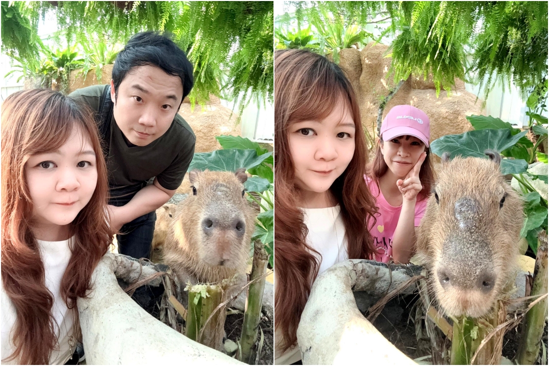 蘭陽動植物王國｜宜蘭親子景點推薦！近距離餵草泥馬、摸水豚、看樹懶，超萌動物互動樂園 @猴屁的異想世界