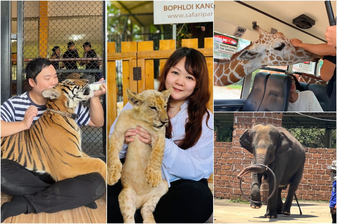 泰國北碧府一日遊｜野生動物園餵老虎獅子、看大象鱷魚表演，雨中漫步死亡鐵路＆桂河大橋