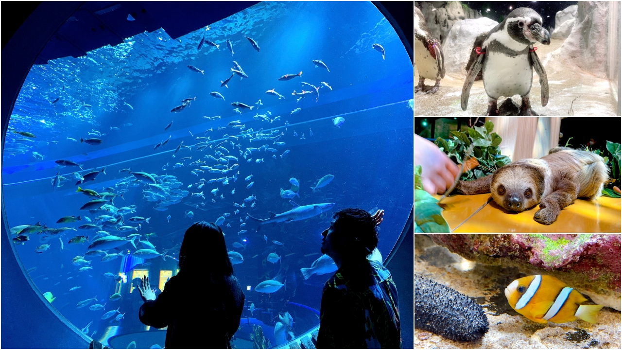 沖繩DMM Kariyushi水族館｜沉浸式互動體驗，企鵝、海底隧道、動物園全攻略