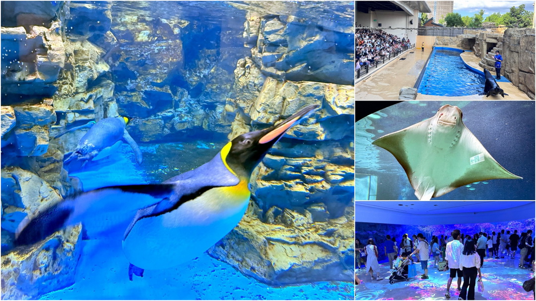 Xpark水族館｜桃園必訪水族館，企鵝奇遇、戶外園區、表演時間全攻略