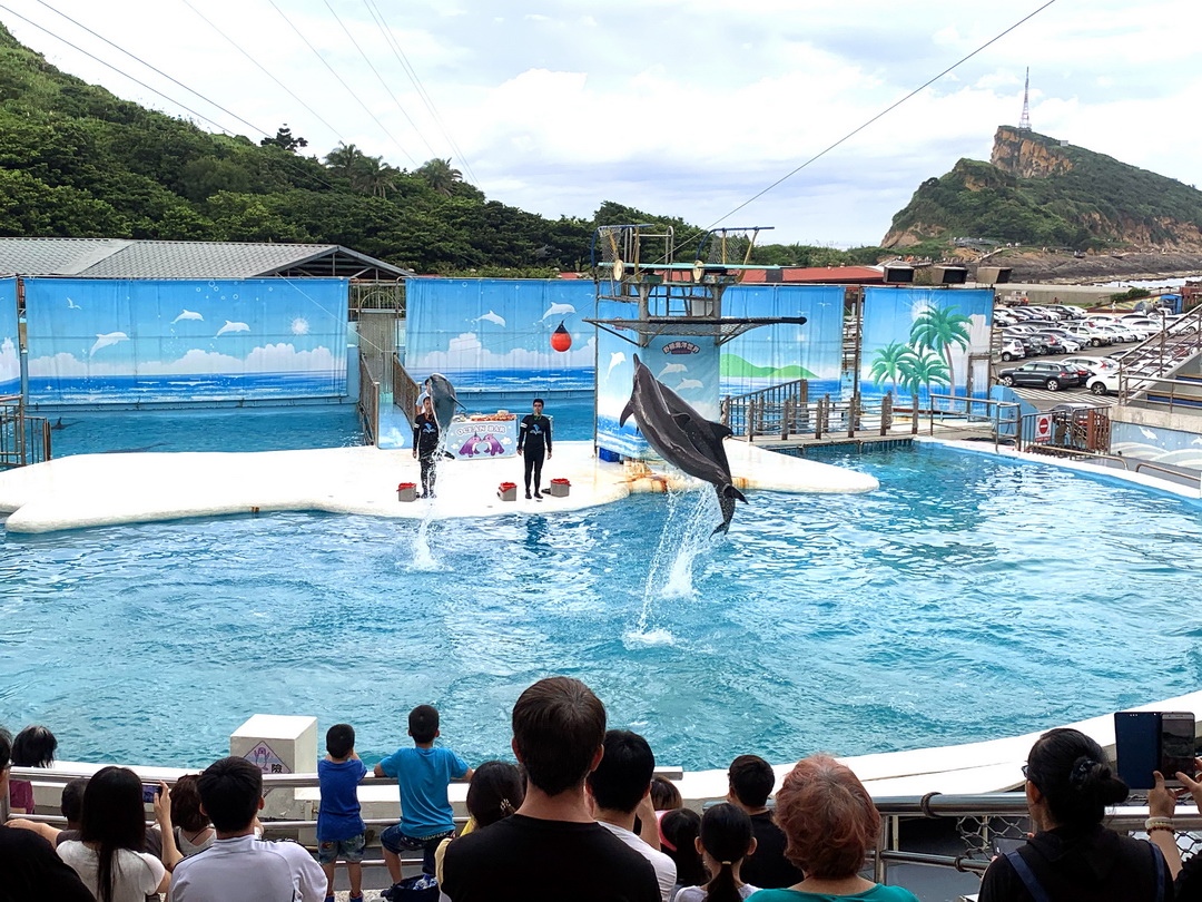 野柳海洋世界｜北海岸親子必玩景點，海獅海豚表演＋門票資訊全攻略