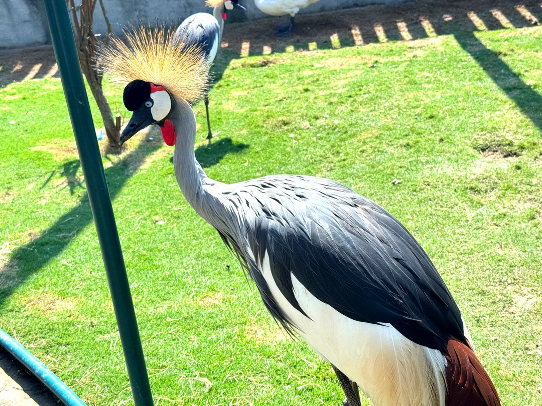 九九峰動物樂園｜南投親子景點推薦！笑笑羊、鸚鵡近距離互動，還有恐龍園區、美食街超豐富 @猴屁的異想世界
