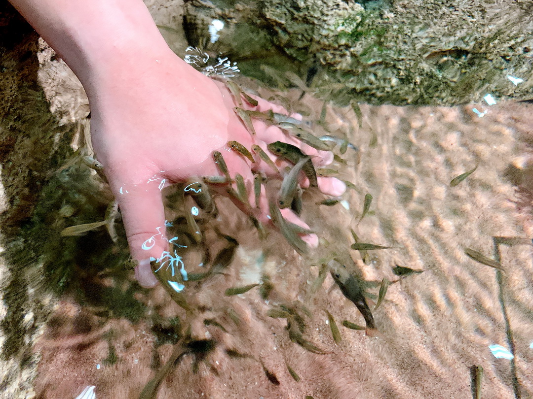 沖繩DMM Kariyushi水族館｜沉浸式互動體驗，企鵝、海底隧道、動物園全攻略 @猴屁的異想世界