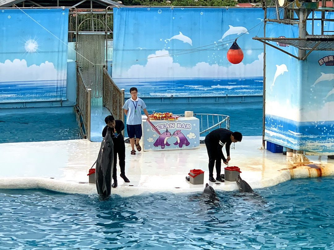 野柳海洋世界｜北海岸親子必玩景點，海獅海豚表演＋門票資訊全攻略 @猴屁的異想世界
