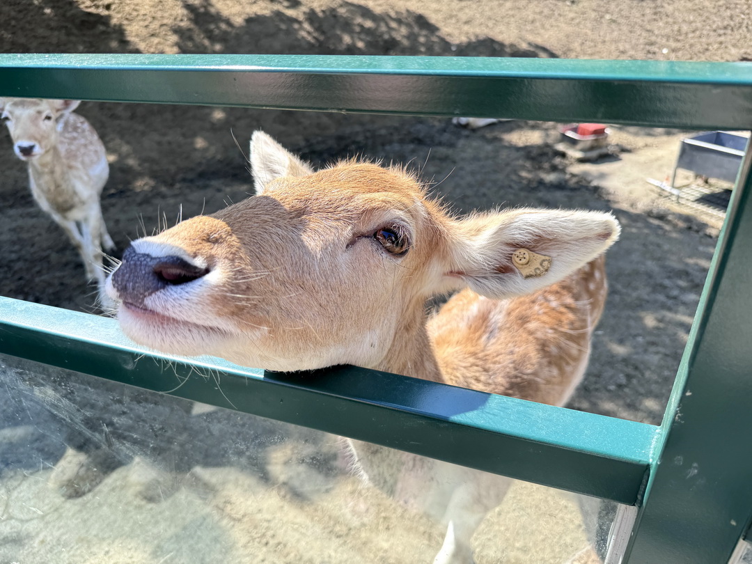 九九峰動物樂園｜南投親子景點推薦！笑笑羊、鸚鵡近距離互動，還有恐龍園區、美食街超豐富 @猴屁的異想世界