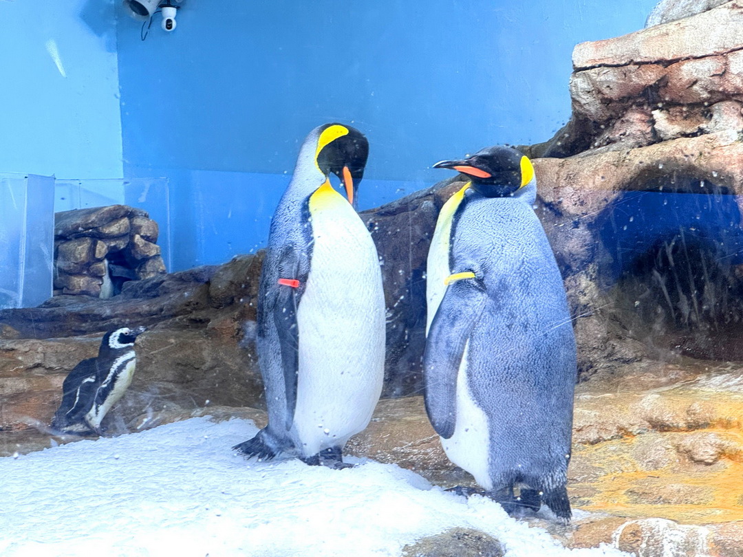 Xpark水族館｜桃園必訪水族館，企鵝奇遇、戶外園區、表演時間全攻略 @猴屁的異想世界