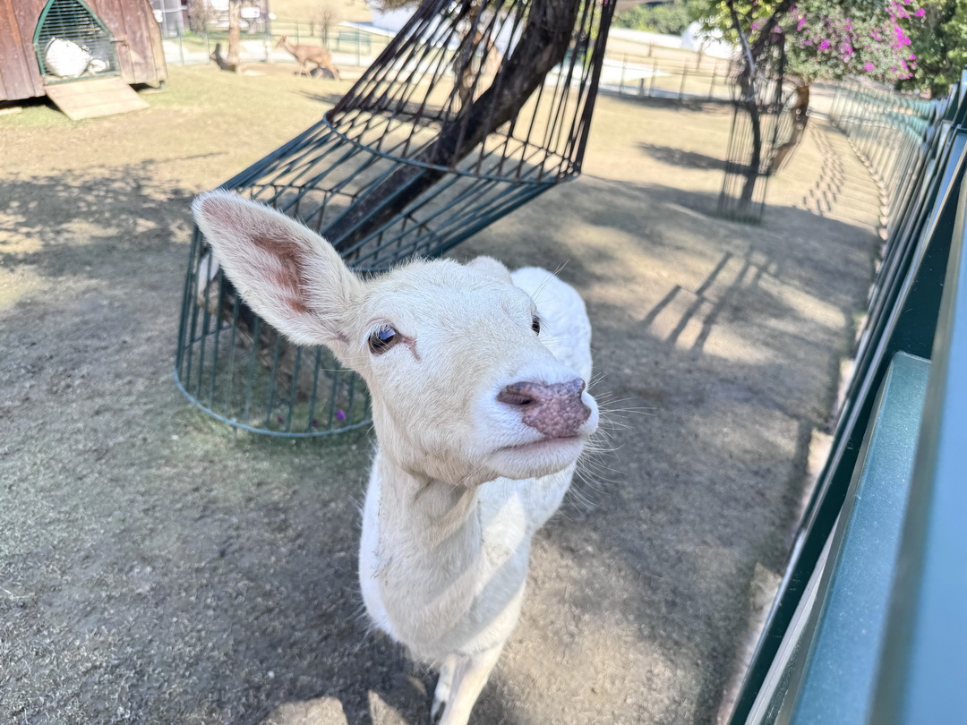 九九峰動物樂園｜南投親子景點推薦！笑笑羊、鸚鵡近距離互動，還有恐龍園區、美食街超豐富 @猴屁的異想世界