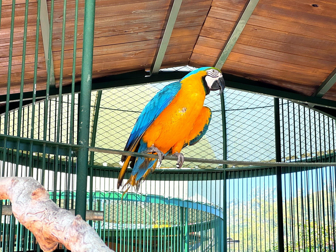 九九峰動物樂園｜南投親子景點推薦！笑笑羊、鸚鵡近距離互動，還有恐龍園區、美食街超豐富 @猴屁的異想世界